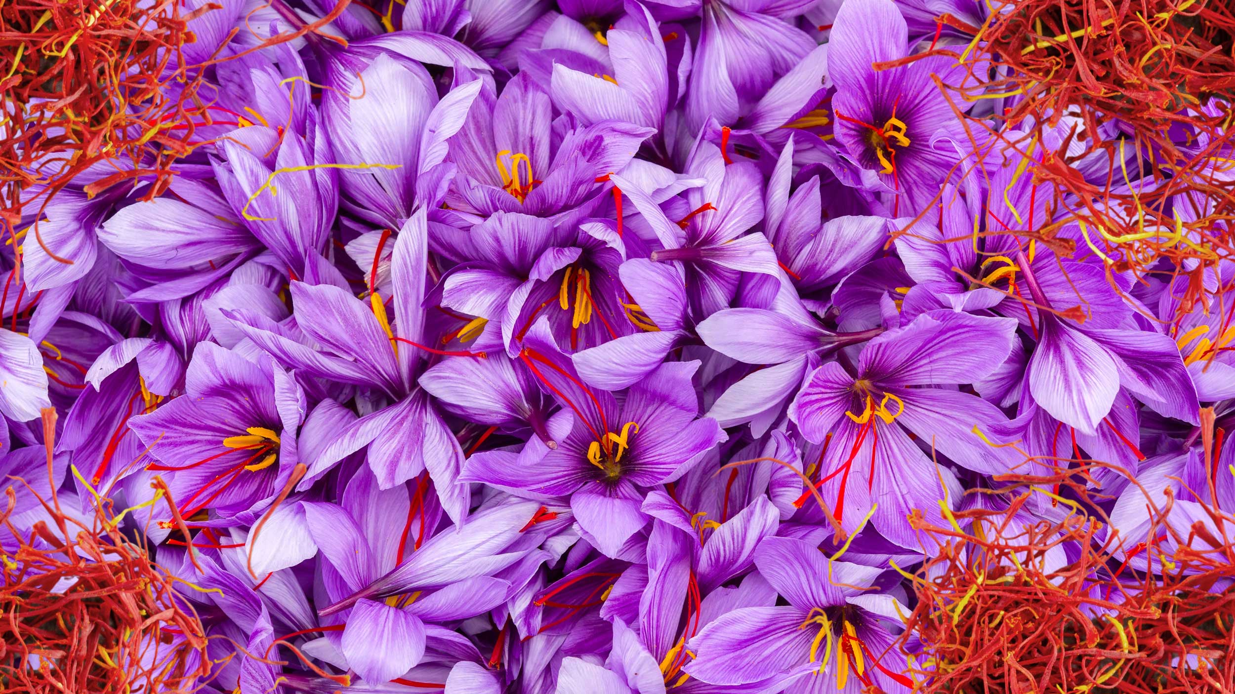 Herb Profile: Saffron (Crocus sativus)