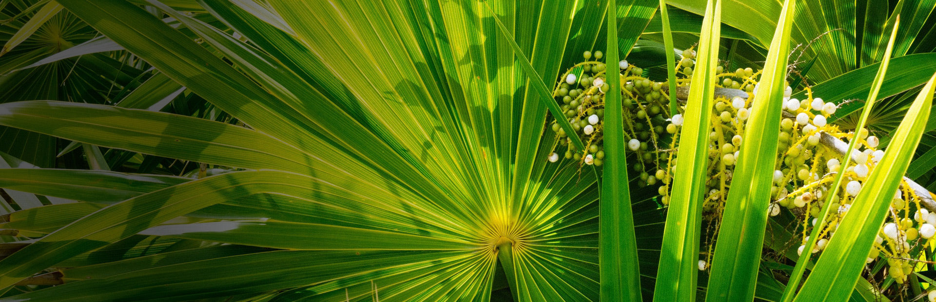 Herb Profile: Saw Palmetto (Serenoa repens)