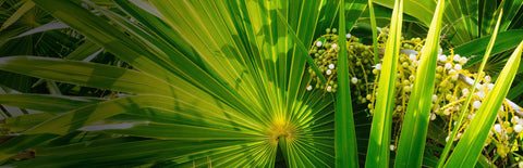 Herb Profile: Saw Palmetto (Serenoa repens)