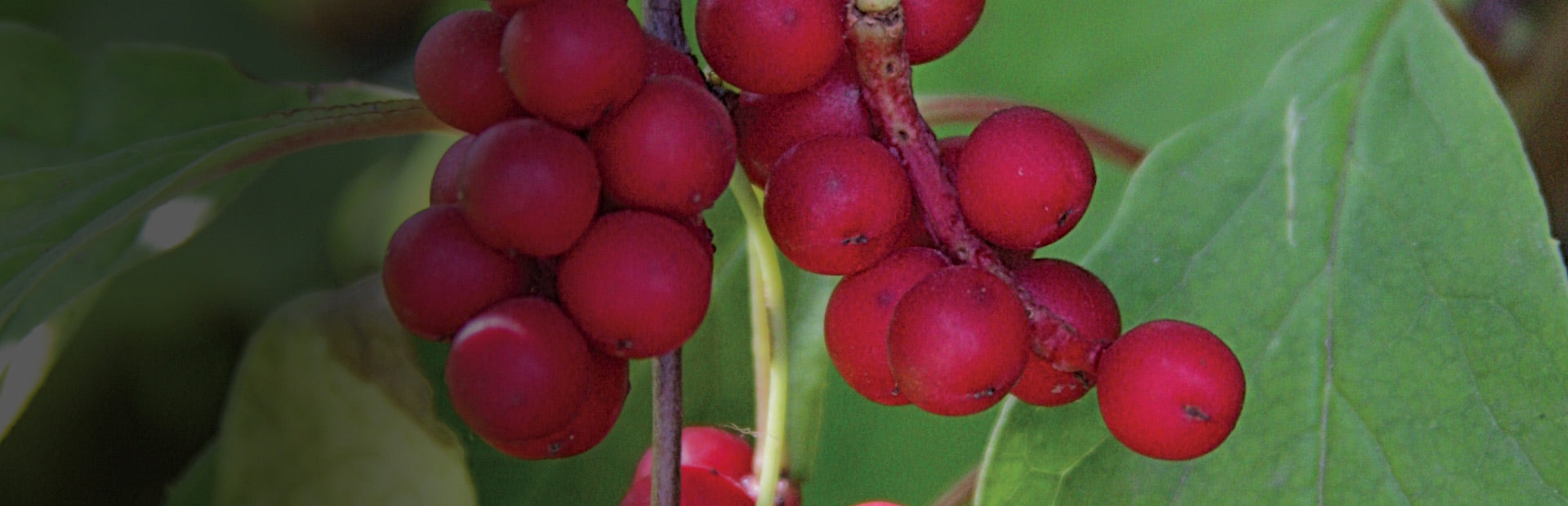 Herb Profile: Schisandra (Schisandra chinensis)
