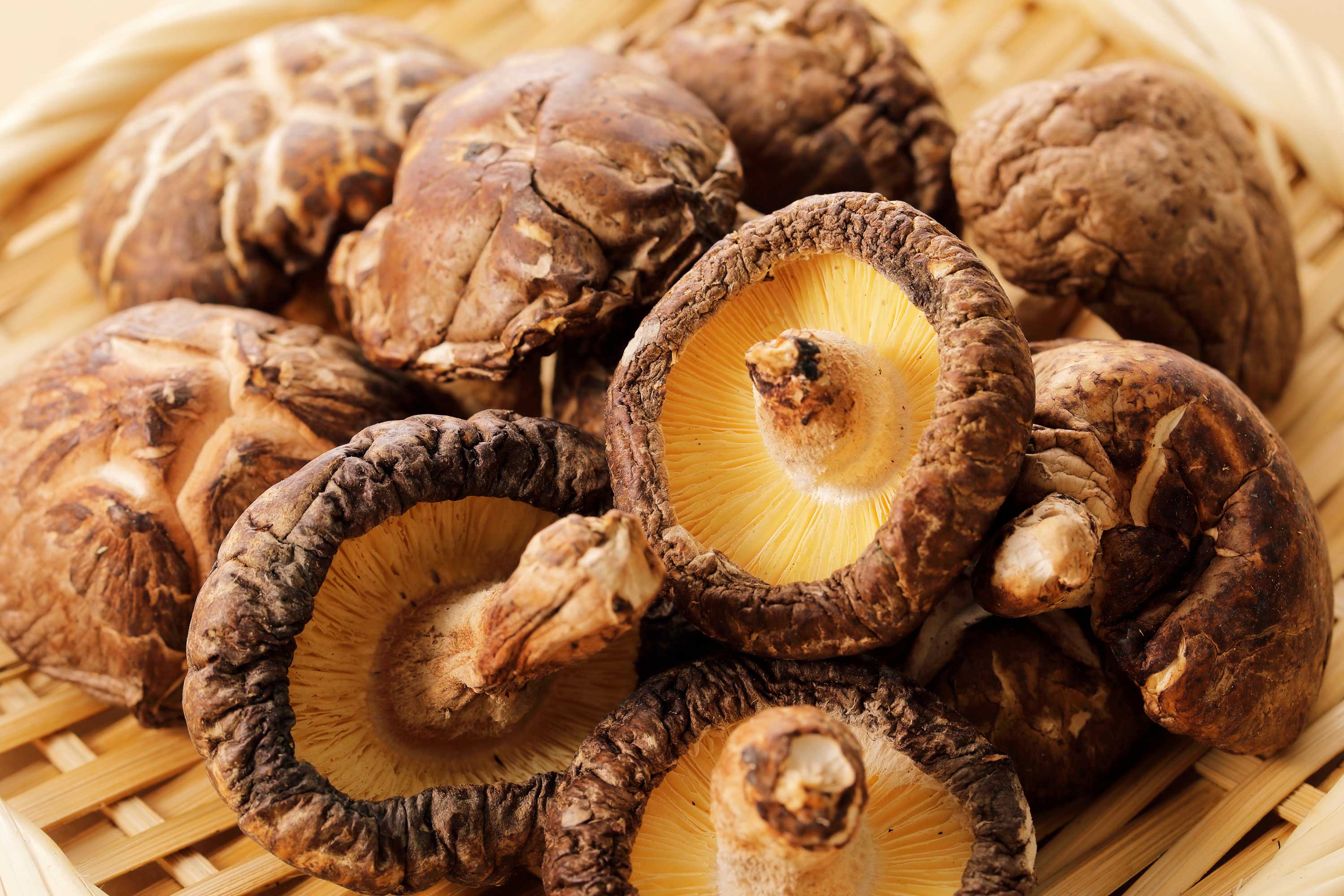 Herb Profile: Shiitake Mushroom (Lentinufa erodes)