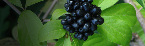 Herb Profile: Siberian Ginseng (Eleutheroccus senticcosus)