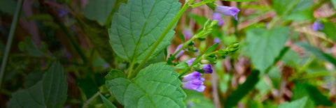 Herb Profile: Skullcap (Scutellaria lateriflora)