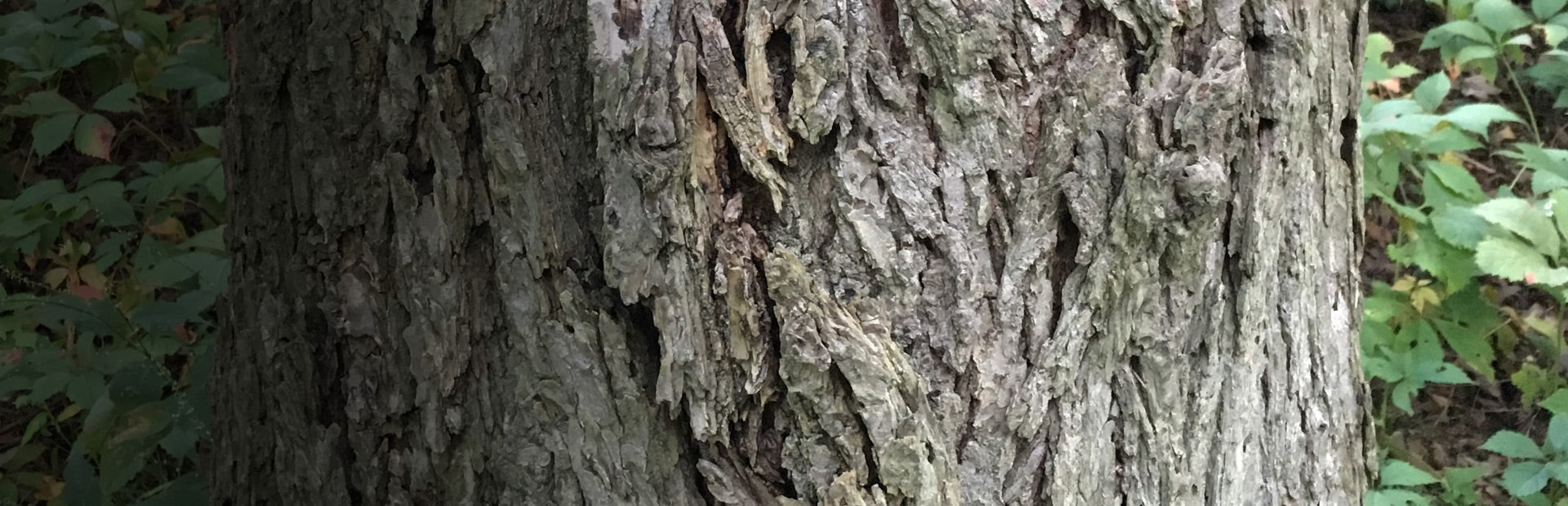 Herb Profile: Slippery Elm (Ulmus rubra)
