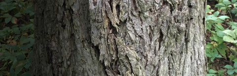 Herb Profile: Slippery Elm (Ulmus rubra)