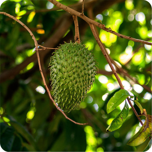 Herb Profile: Soursop Leaf (Annona muricata)