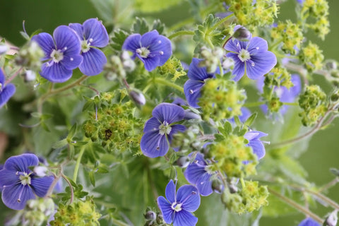 Herb Profile: Speedwell (Veronica officinalis)