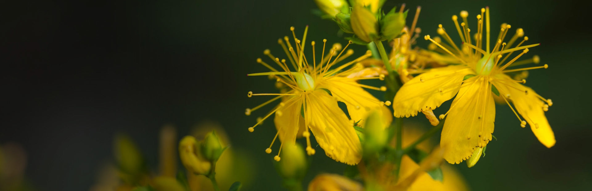 Herb Profile: St John's Wort (Hypericum perforatum)
