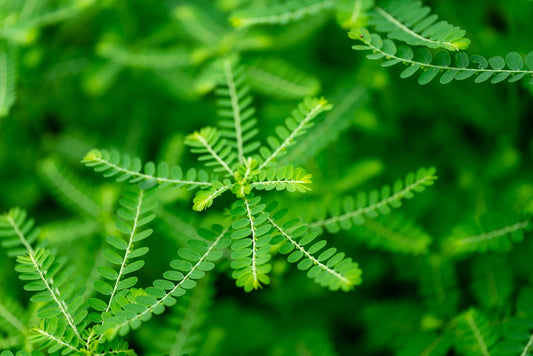 Herb Profile: Stonebreaker (Phyllanthus niruri)
