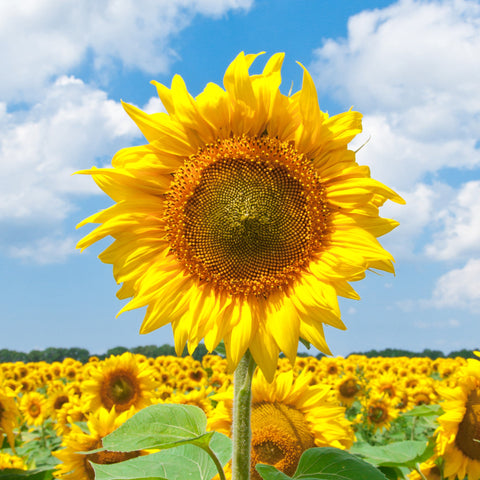 Herb Profile: Sunflower (Helianthus annuus)