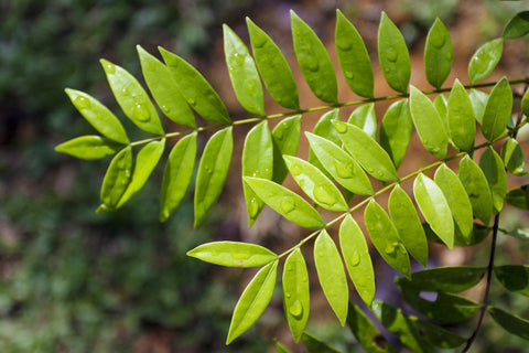 Herb Profile: Tongkat Ali (Eurycoma longifolia)