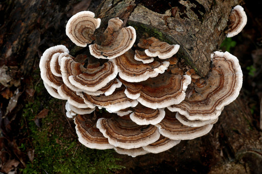 Herb Profile: Turkey Tail