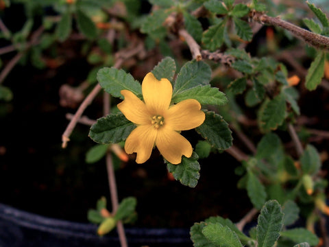 Herb Profile: Damiana (Turnera diffusa)