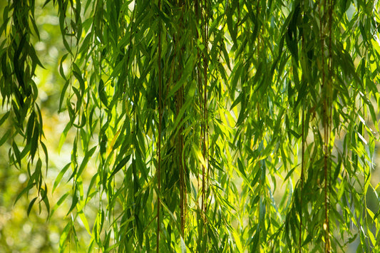 Herb Profile: White Willow (Salix alba)