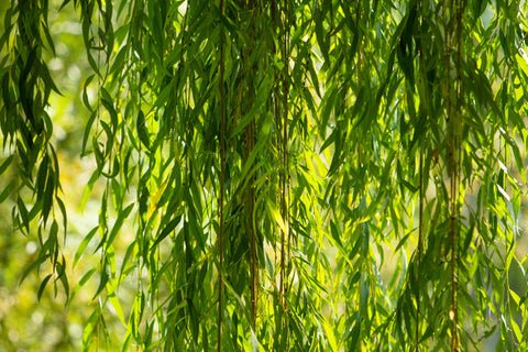 Herb Profile: White Willow (Salix alba)