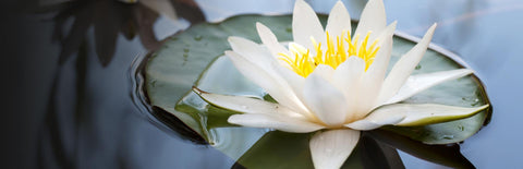 Herb Profile: White Lily (Nymphaea ampla)