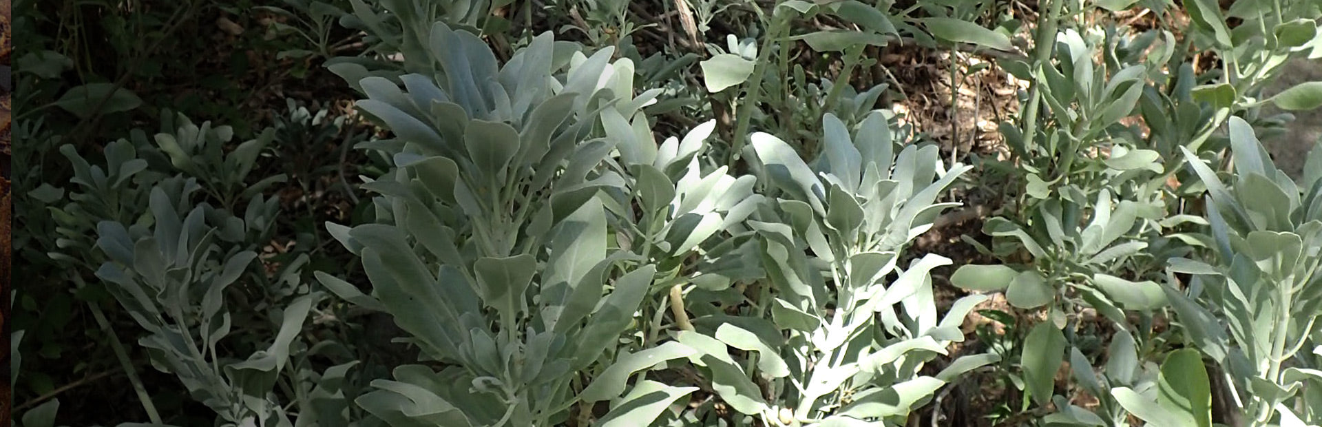 Herb Profile: White Sage (Salvia apiana)