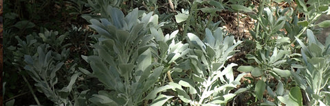 Herb Profile: White Sage (Salvia apiana)