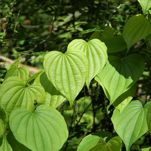 Herb Profile: Wild Yam (Dioscorea villosa)