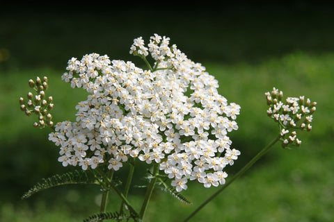 Herb Profile: Yarrow (Achillea millefollium)