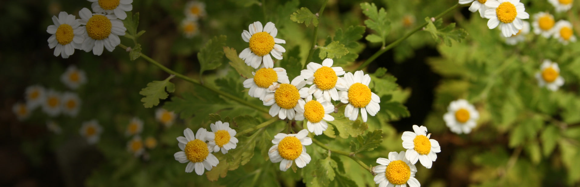 Herb Profile: Feverfew (Tanacetum parthenium)