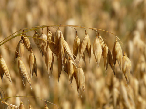 Herb Profile: Oat Straw (Avena sativa)