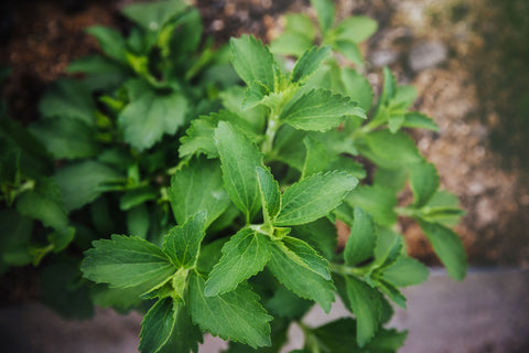 Herb Profile: Stevia (Stevia rebaudiana)