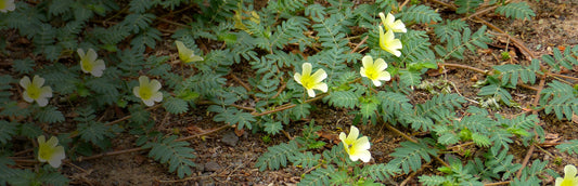 Herb Profile: Tribulus (Tribulus terrestris)