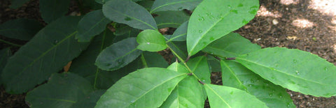 Herb Profile: Yerba Maté (Ilex paraguariensis)