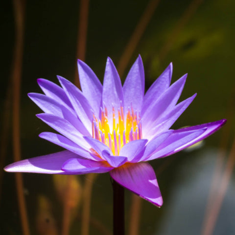 Blue Lily Herb Profile