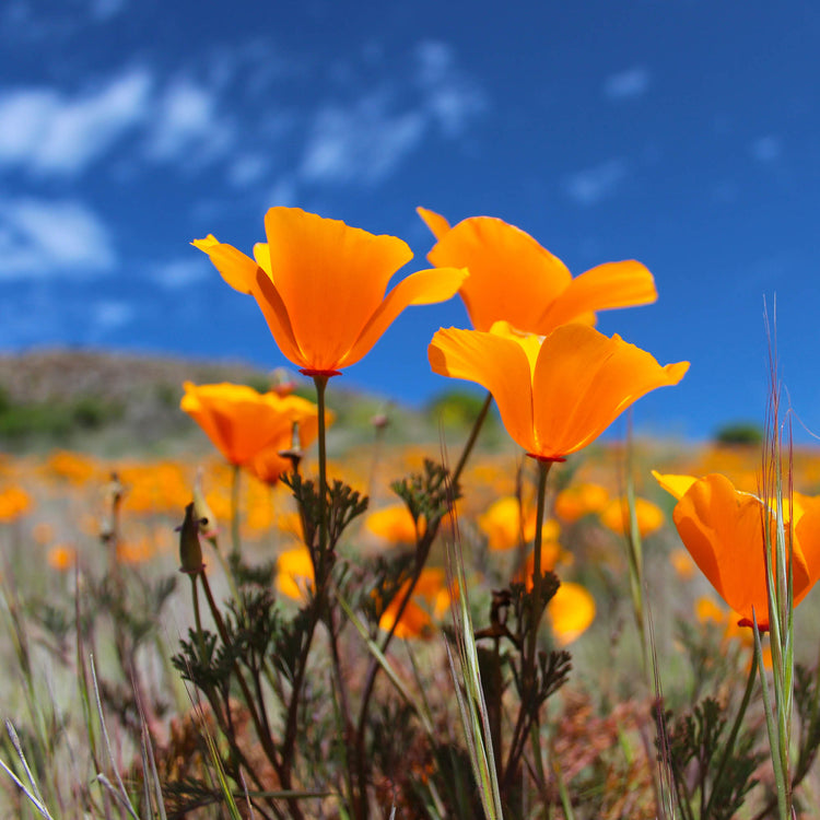 By Herb / California Poppy