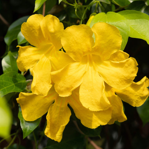 Cat's Claw Herb Profile