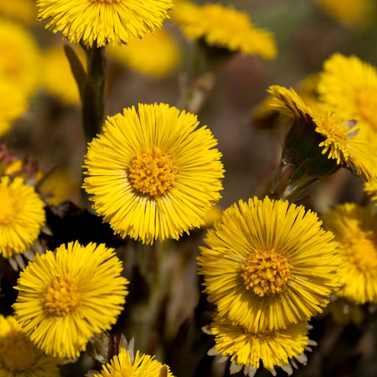 By Herb / Coltsfoot