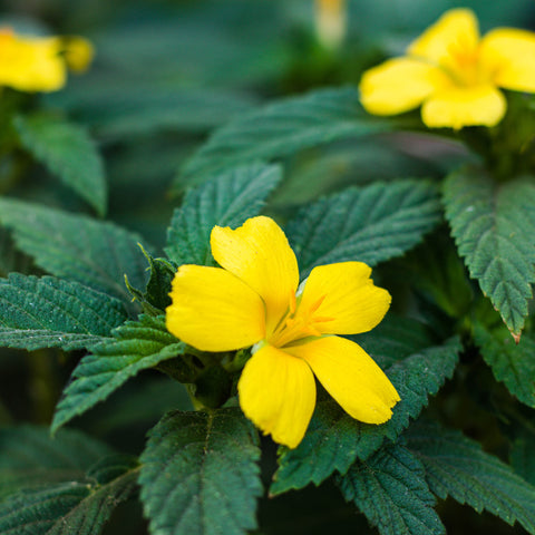 Damiana Herb Profile