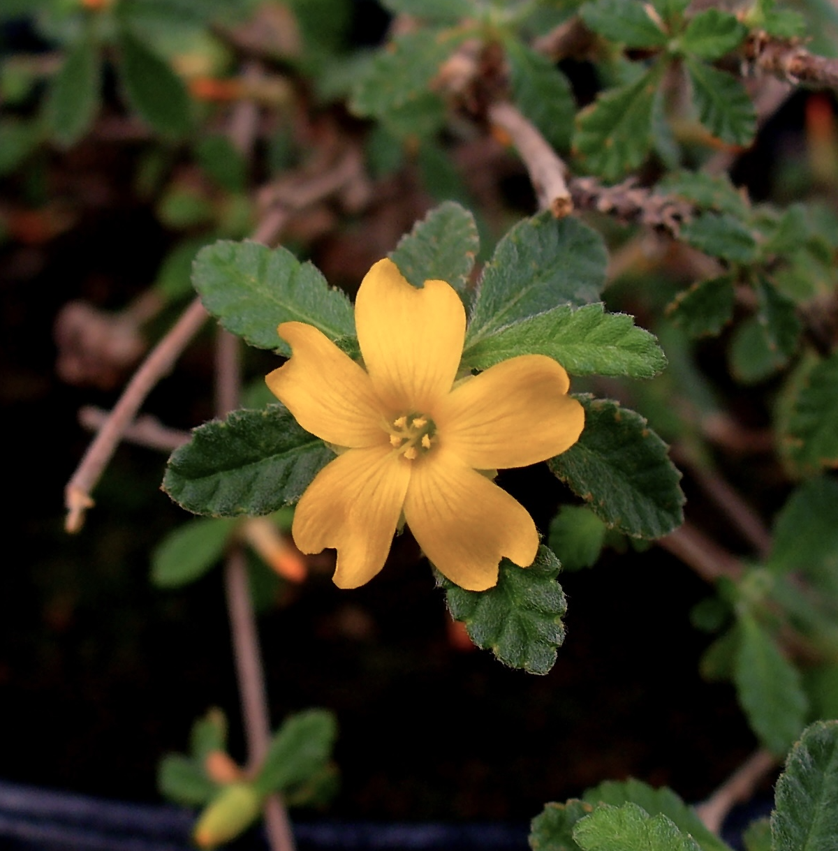 Damiana Herb Profile