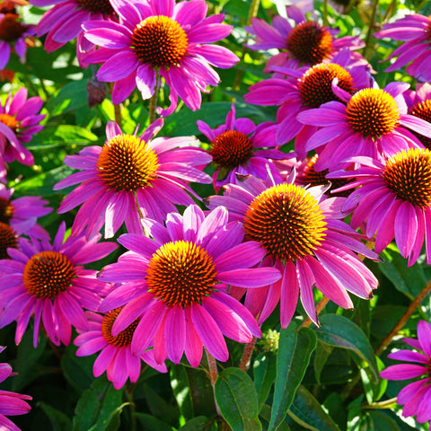 Echinacea Herb Profile