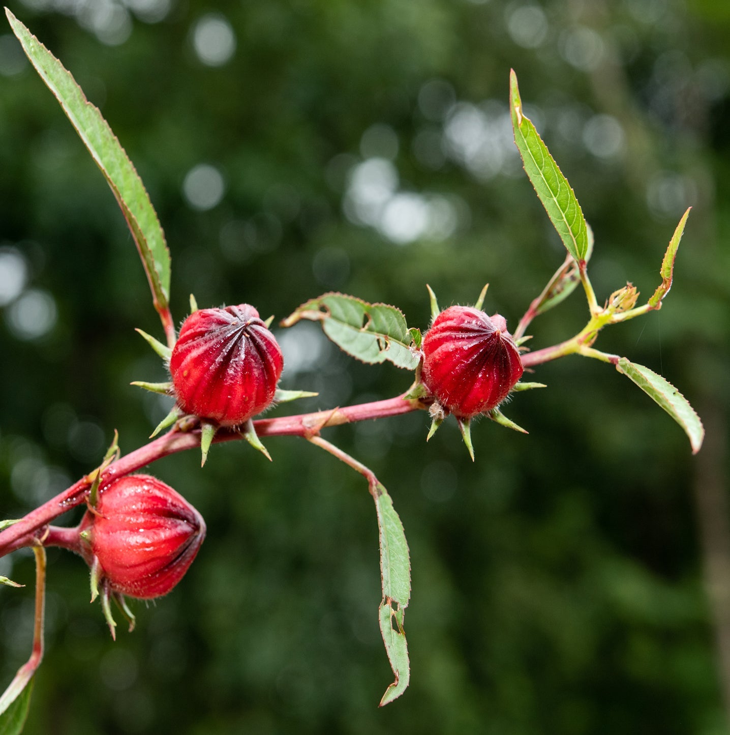 Hibiscus Herb Profile