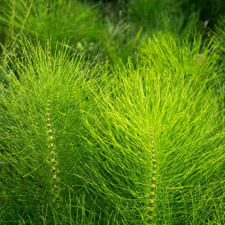 By Herb / Horsetail