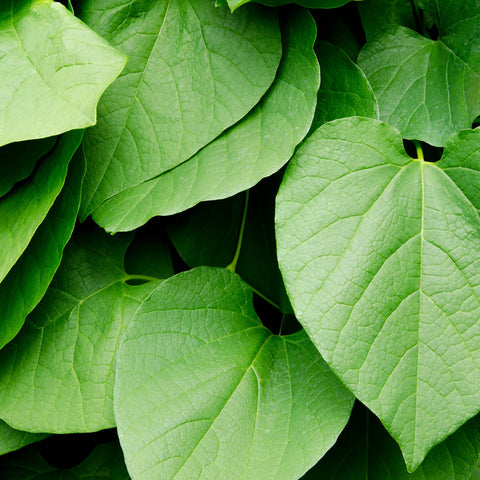 Kava Herb Profile