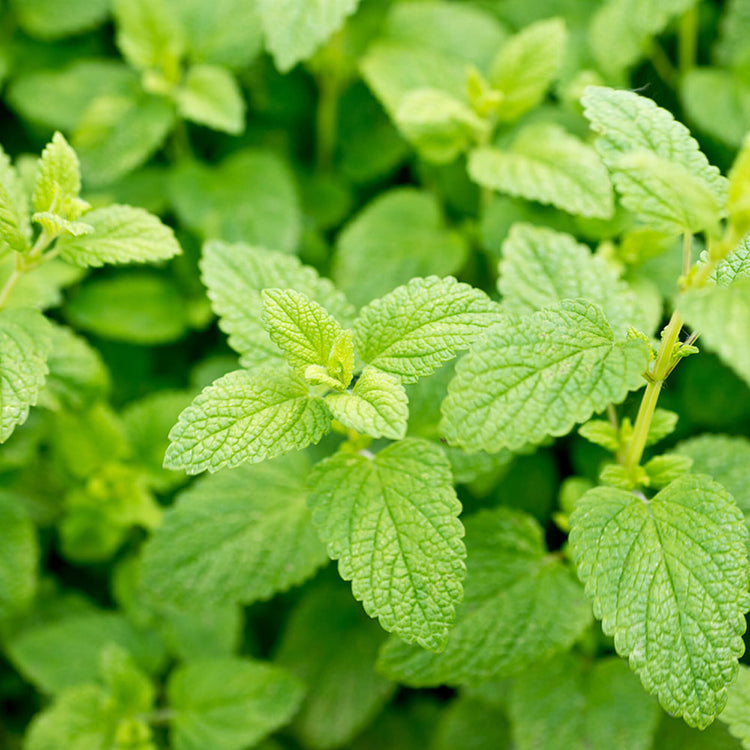 By Herb / Lemon Balm