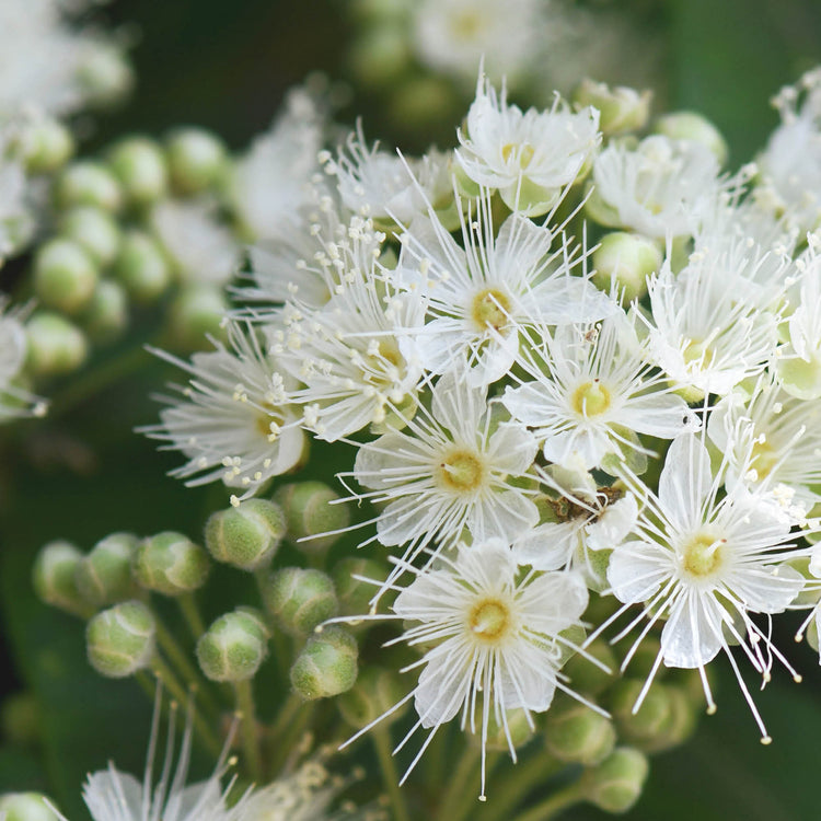 By Herb / Lemon Myrtle