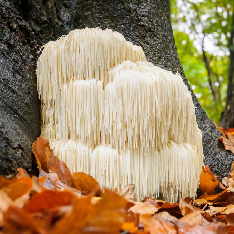 By Herb / Lion’s Mane