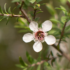 Manuka Leaf Herb Profile