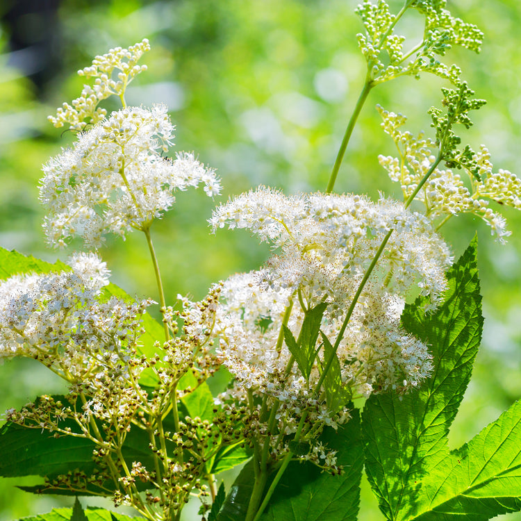 By Herb / Meadowsweet