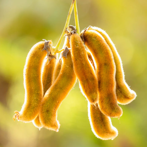Mucuna Herb Profile