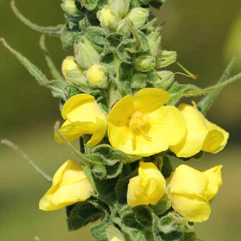 Mullein Herb Profile