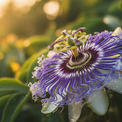 Passionflower Herb Profile
