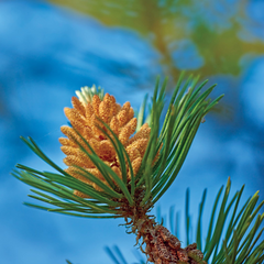 Pine Pollen Herb Profile