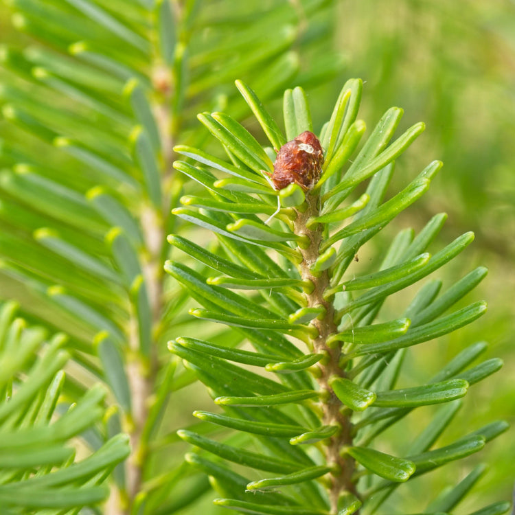 By Herb / Pine Needle Tea