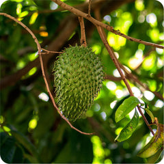 Soursop Leaf Herb Profile